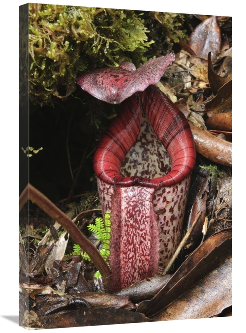 Global Gallery GCS-397559-2030-142 20 x 30 in. Burbidges Pitcher Plant