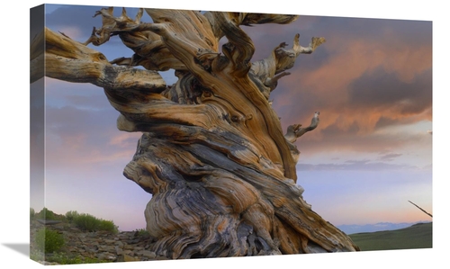 Global Gallery GCS-396963-1624-142 16 x 24 in. Foxtail Pine Tree, 