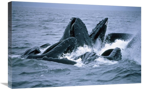 Global Gallery GCS-450934-2030-142 20 x 30 in. Humpback Whales Gulp Fe