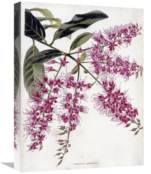 Global Gallery GCS-268252-22-142 22 in. Combretum Purpureum Art Print 