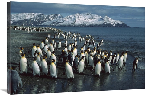 Global Gallery GCS-453388-2436-142 24 x 36 in. King Penguin Colony Alo