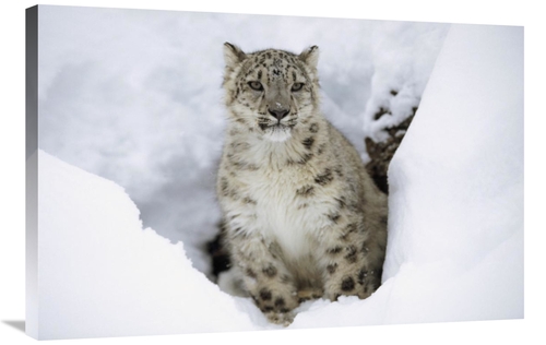 Global Gallery GCS-396344-2436-142 24 x 36 in. Snow Leopard Adult Port