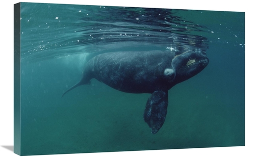 Global Gallery GCS-450644-2030-142 20 x 30 in. Southern Right Whale Ju