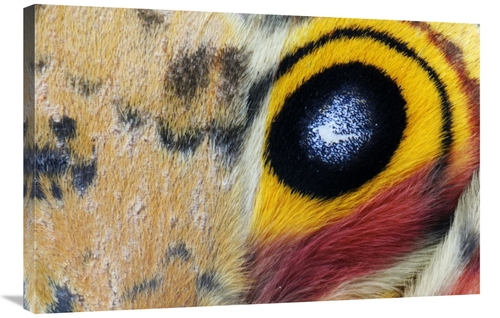 Global Gallery GCS-395680-2436-142 24 x 36 in. Io Moth Wing with Eye-S