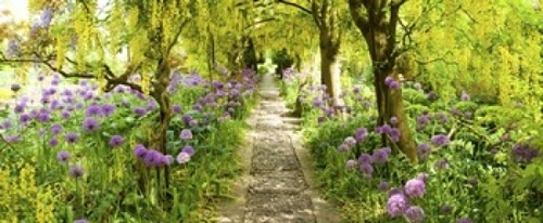 Panoramic Images PPI143637L Laburnum trees at Barnsley House Gardens  