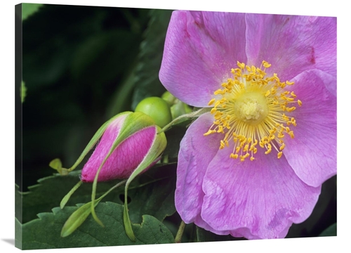 Global Gallery GCS-396076-3040-142 30 x 40 in. Rose Flower, Britis