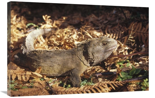 Global Gallery GCS-451174-2436-142 24 x 36 in. Tuatara 70 Year Old Mal