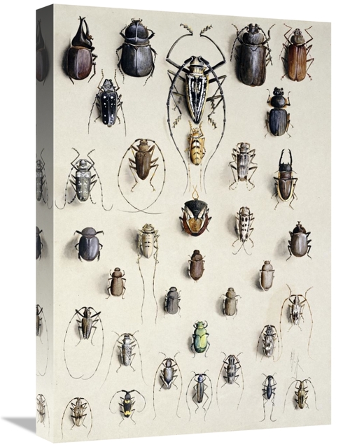 Global Gallery GCS-267202-22-142 22 in. Thirty-Four Insects Art Print 