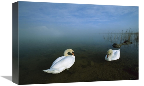 Global Gallery GCS-452572-1218-142 12 x 18 in. Mute Swan Pair in Shall