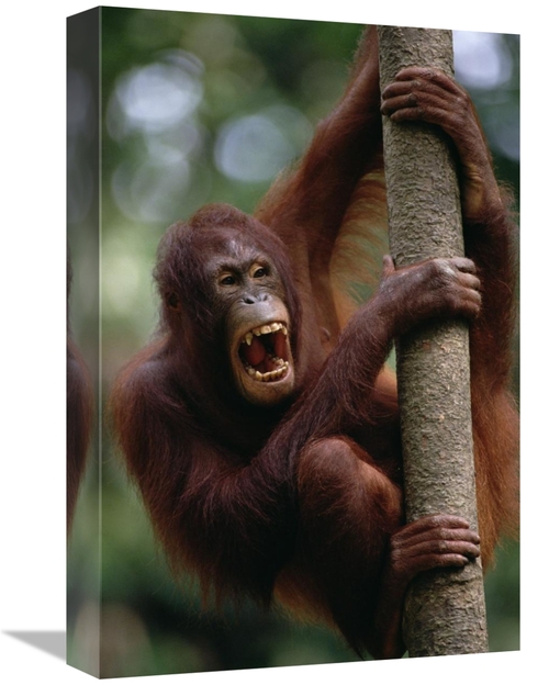 Global Gallery GCS-452786-1218-142 12 x 18 in. Orangutan Hanging on Tr