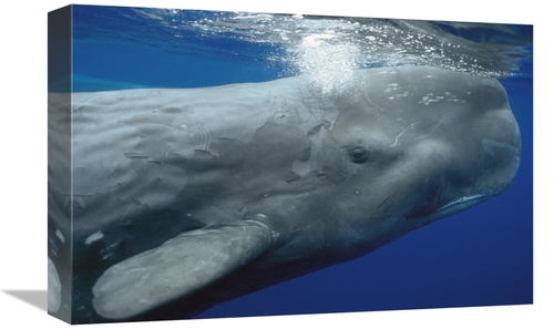 Global Gallery GCS-397708-1218-142 12 x 18 in. Sperm Whale Surfacing&#