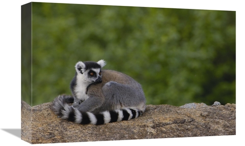 Global Gallery GCS-453246-1218-142 12 x 18 in. Ring-Tailed Lemur Resti