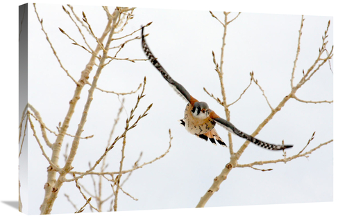 Global Gallery GCS-486574-30-142 30 in. Hawk in Flight Art Print - Vic