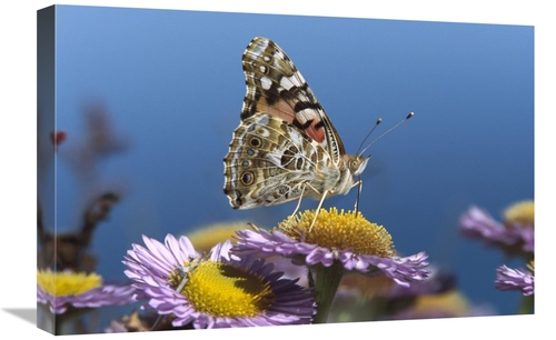 Global Gallery GCS-452029-1624-142 16 x 24 in. Painted Lady Butterfly 