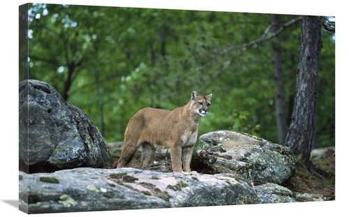 Global Gallery GCS-452560-2030-142 20 x 30 in. Mountain Lion Adult&#44