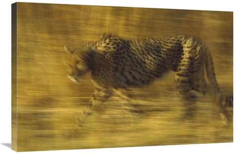 Global Gallery GCS-396184-2436-142 24 x 36 in. Cheetah Running Through