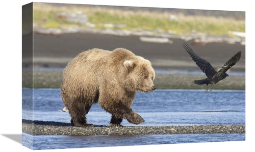 Global Gallery GCS-395507-1218-142 12 x 18 in. Grizzly Bear Walking Al