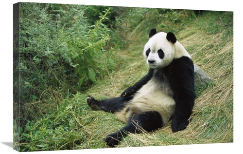 Global Gallery GCS-398074-2030-142 20 x 30 in. Giant Panda, Woolon