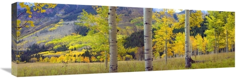 Global Gallery GCS-452215-1236-142 12 x 36 in. Quaking Aspen Grove in 