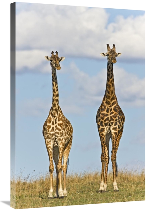 Global Gallery GCS-395346-2436-142 24 x 36 in. Masai Giraffe Male & Fe