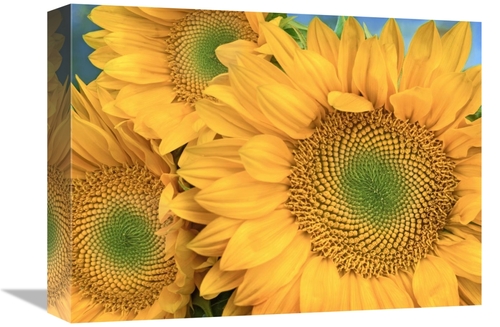 Global Gallery GCS-396747-1216-142 12 x 16 in. Common Sunflower Group 