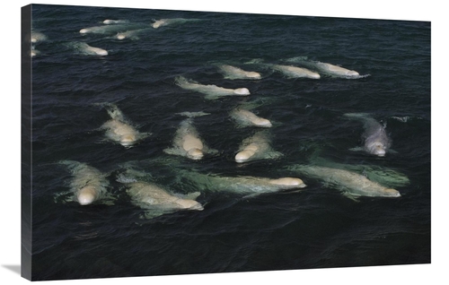 Global Gallery GCS-450775-2436-142 24 x 36 in. Beluga Pod Molting in F