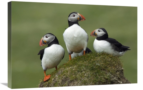 Global Gallery GCS-398246-2030-142 20 x 30 in. Atlantic Puffin Group&#