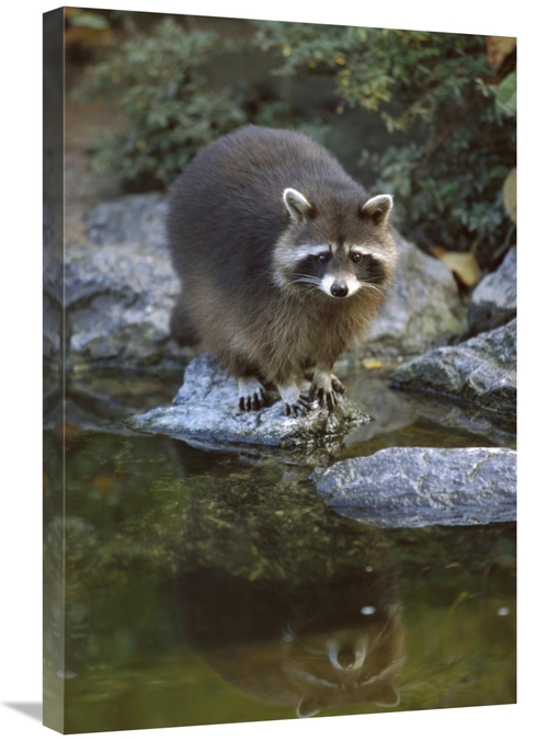 Global Gallery GCS-452631-2030-142 20 x 30 in. Raccoon At Waters Edge&