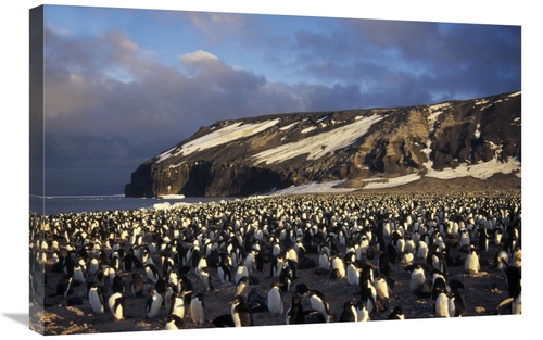 Global Gallery GCS-451414-2030-142 20 x 30 in. Adelie Penguin Dense Co