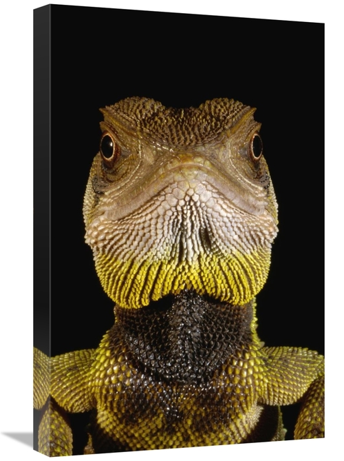 Global Gallery GCS-453197-1624-142 16 x 24 in. Bocourts Dwarf Iguana P