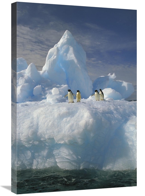 Global Gallery GCS-453465-2030-142 20 x 30 in. Adelie Penguin Group Re