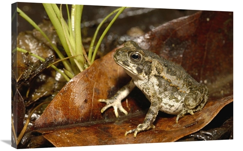 Global Gallery GCS-453193-2436-142 24 x 36 in. Cane Toad Juvenile,