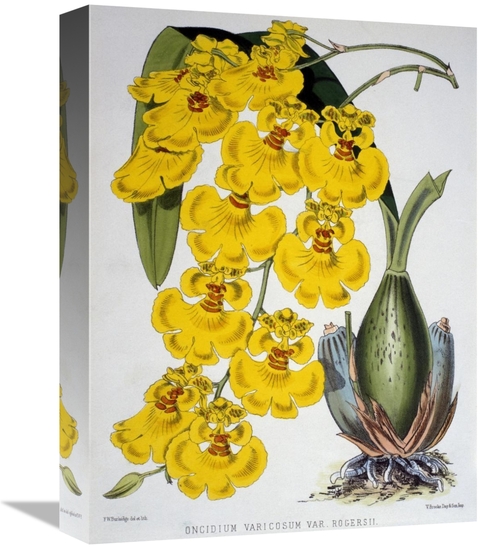 Global Gallery GCS-278077-16-142 16 in. Oncidium Varicosum Var. Rogers