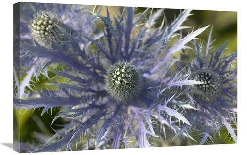 Global Gallery GCS-398321-2030-142 20 x 30 in. Eryngo Flower Art Print