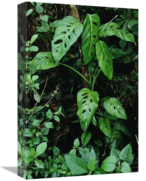Global Gallery GCS-450691-1218-142 12 x 18 in. Monstera VIne Growing A