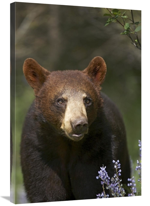 Global Gallery GCS-396020-2436-142 24 x 36 in. Black Bear Portrait&#44