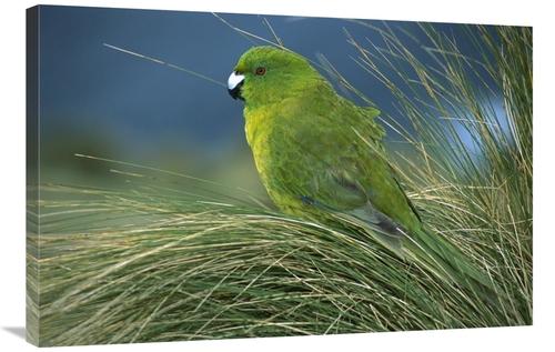 Global Gallery GCS-395639-2436-142 24 x 36 in. Antipodes Parakeet Port