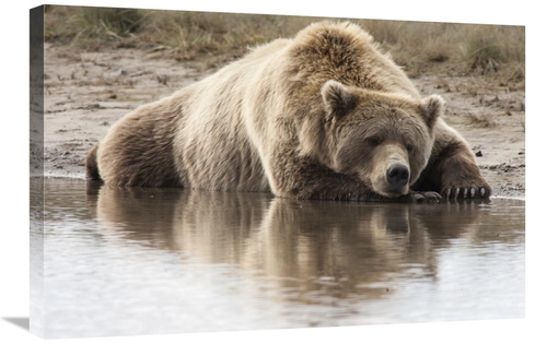Global Gallery GCS-395431-2030-142 20 x 30 in. Grizzly Bear Sleeping o