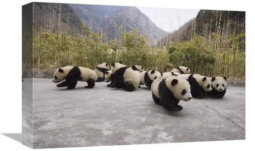 Global Gallery GCS-453025-1218-142 12 x 18 in. Giant Panda Cubs, W