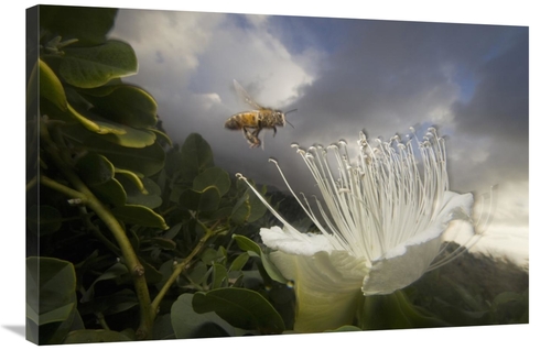 Global Gallery GCS-397741-2436-142 24 x 36 in. Honey Bee Approaching R