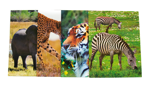 A+ Homework Glossy 2 Pocket Folder - Wild Animals Designs