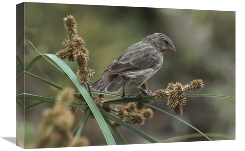 Global Gallery GCS-451052-1624-142 16 x 24 in. Small Ground-Finch Fema