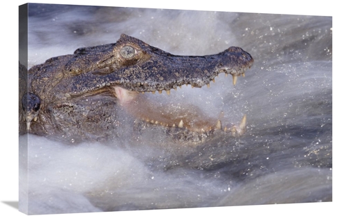 Global Gallery GCS-451489-2030-142 20 x 30 in. Jacare Caiman Fishing i