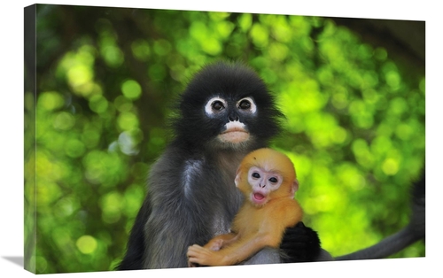 Global Gallery GCS-397660-2030-142 20 x 30 in. Dusky Leaf Monkey Mothe