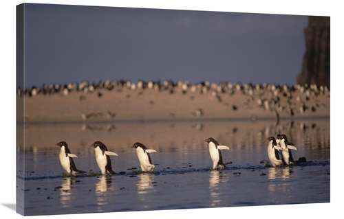 Global Gallery GCS-451262-2436-142 24 x 36 in. Adelie Penguin Group Co