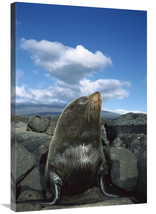 Global Gallery GCS-451557-2436-142 24 x 36 in. Galapagos Fur Seal Bull