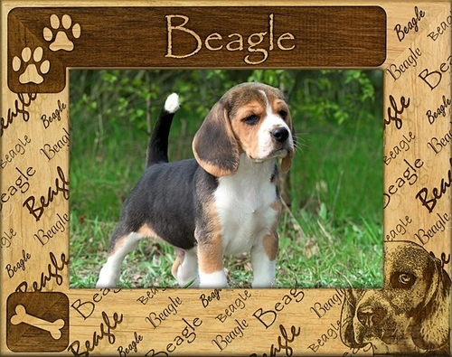 Giftworks Plus DBA0016 Beagle- Alder Wood Frame- 3.5 x 5 In