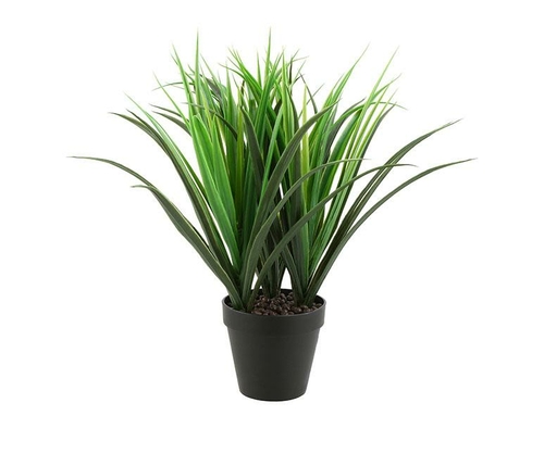 Dracaena In Pot 50 Cm Grass Plant