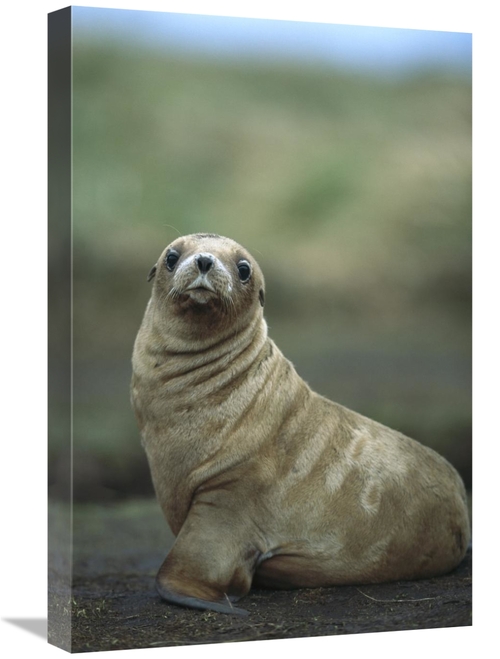 Global Gallery GCS-451623-1624-142 16 x 24 in. Hookers Sea Lion Pup&#4