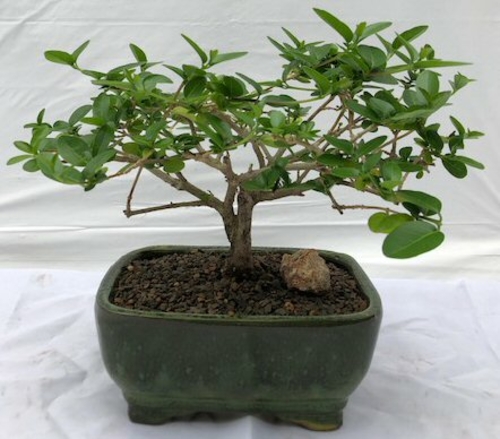 Flowering Premna Bonsai Tree - Small(premna obtusifolia)